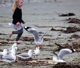 chasingthebirds