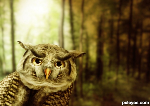 Owl photoshop picture)