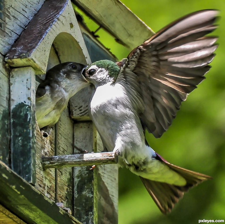 al fresco dining