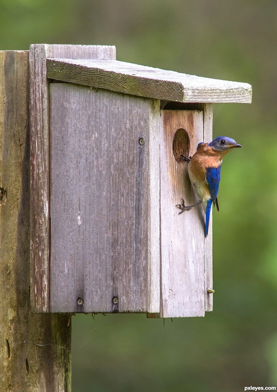 Bluebird house