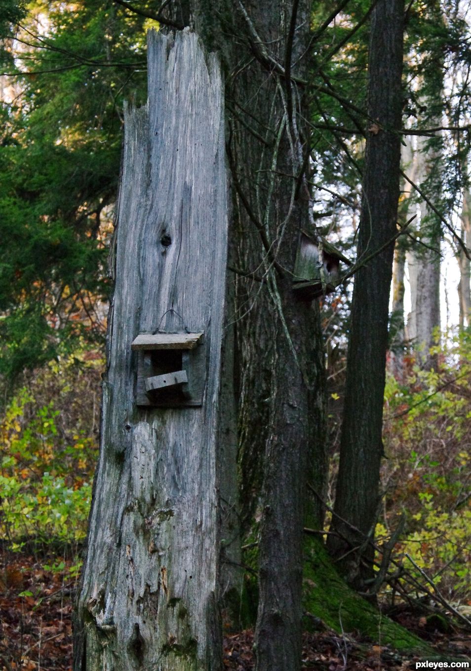 Homes in the woods