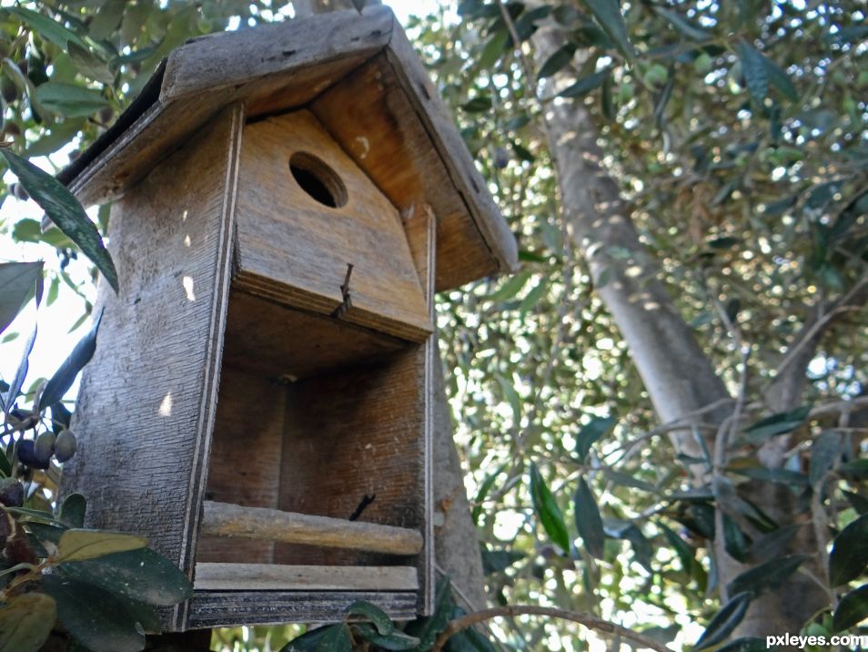 Bird House on the olive tree