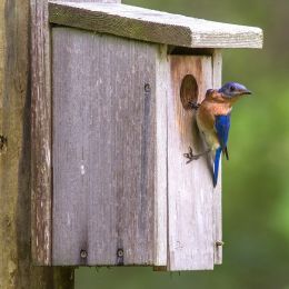 Bluebird house Picture
