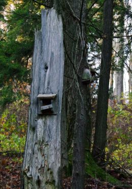 Homes in the woods