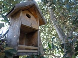 Bird House on the olive tree
