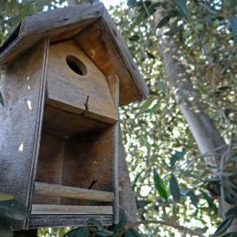 BirdHouseontheolivetree