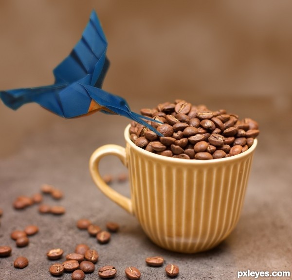 Creation of bird likes coffee?: Final Result