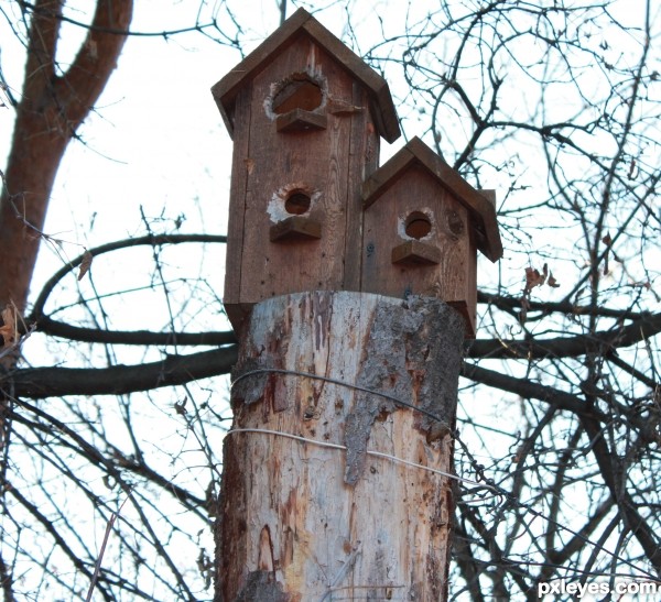 Bird HOME