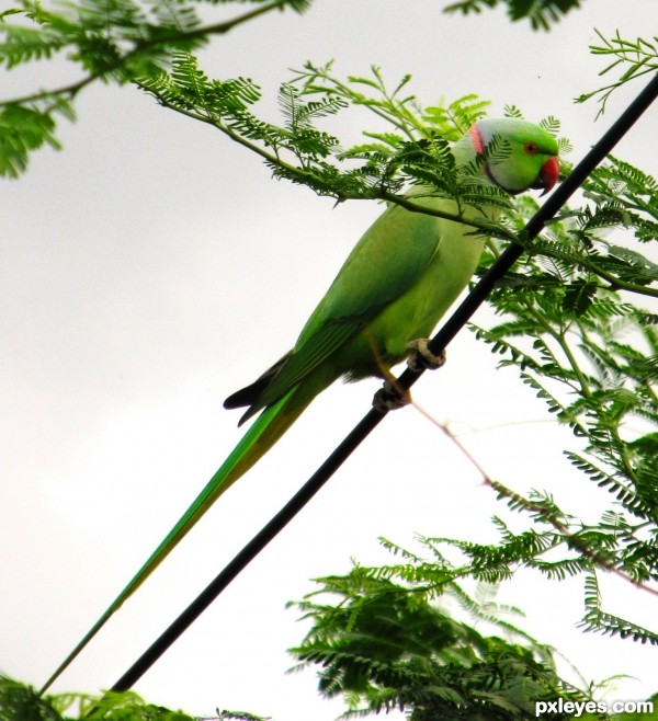  Ringnecked Parakeet!!!