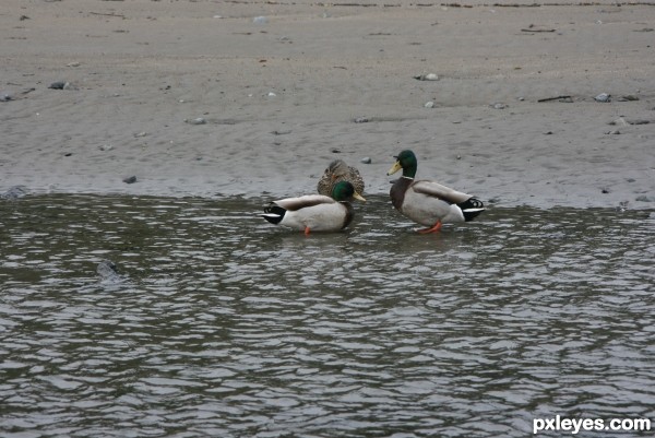 A Quack on the Beach