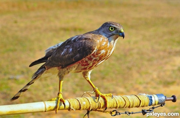 Accipiter badius-shikra