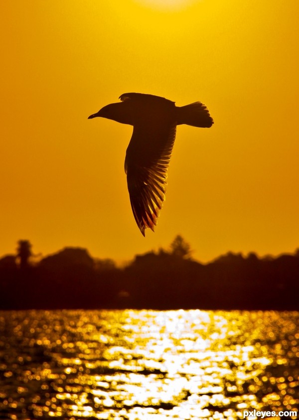 Bird in Sunset