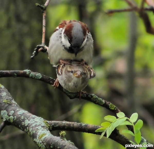 Birds Gone Wild