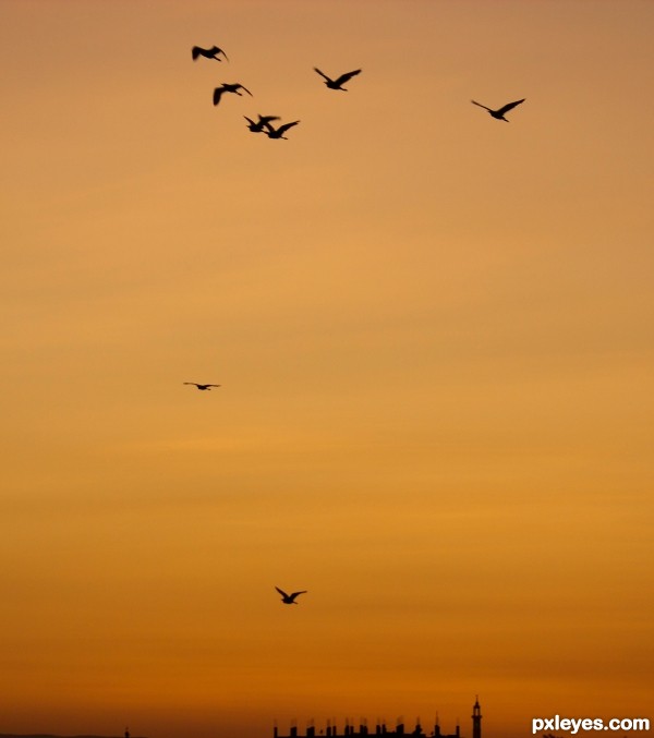 Birds at sunset