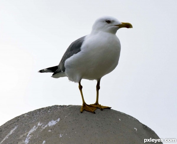 Complaisant â€‚Seagull