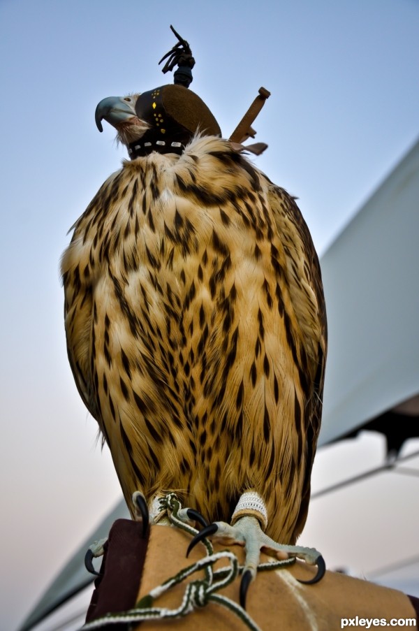 Falcon