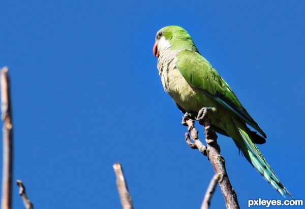 Green parrot