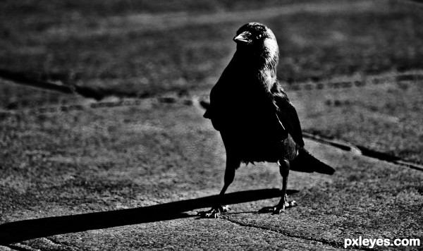 Jackdaw in the City center