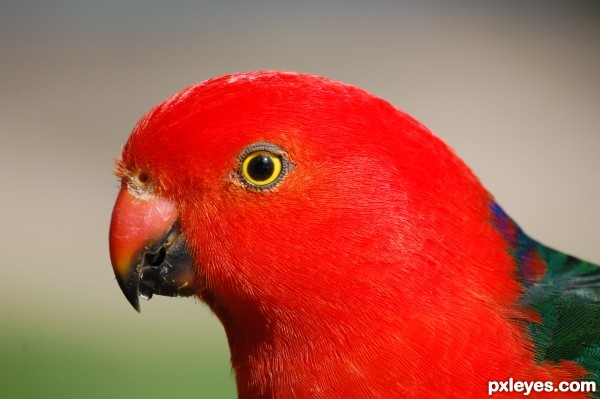 King Parrot