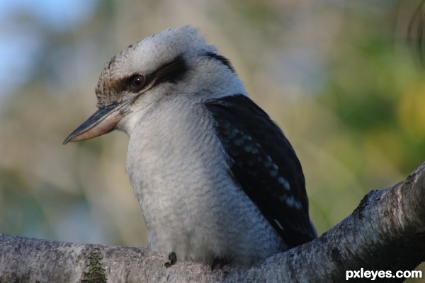 Laughing Kookaburra