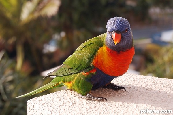 rainbow lorikeet clipart - photo #38