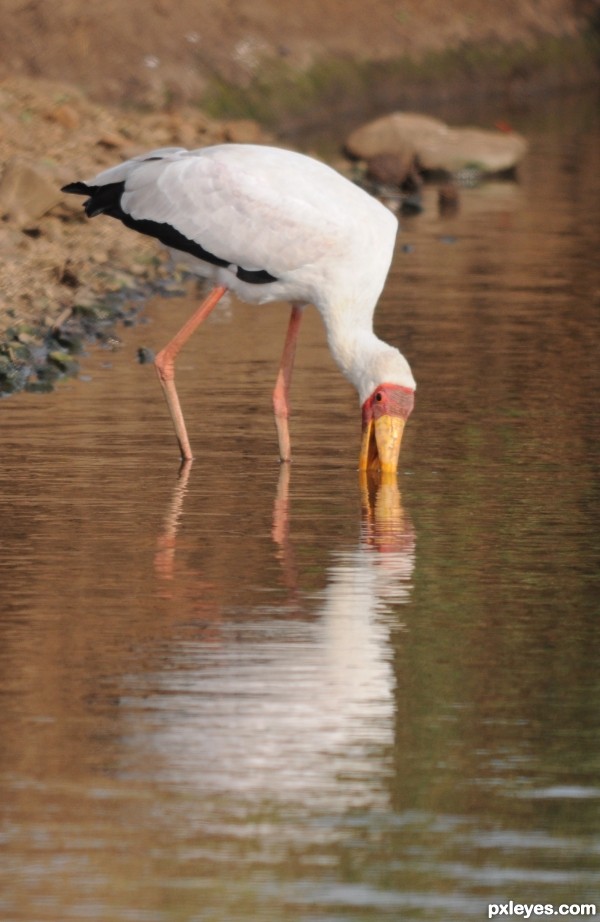 Reflection