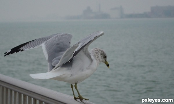 Seagull