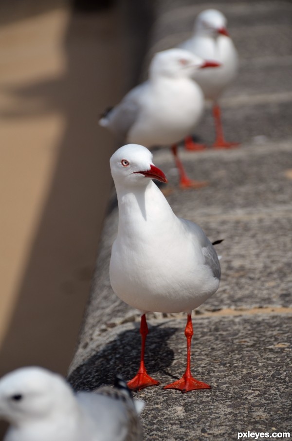 Seagulls