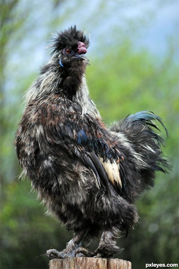 Silkie