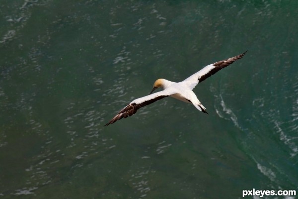 Soaring Gannet