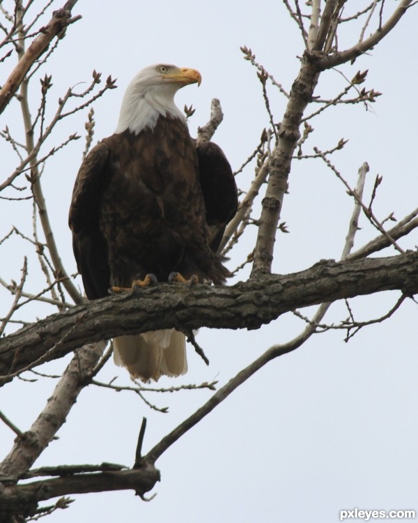 Standing Guard  