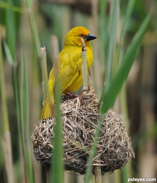 The yellow bird