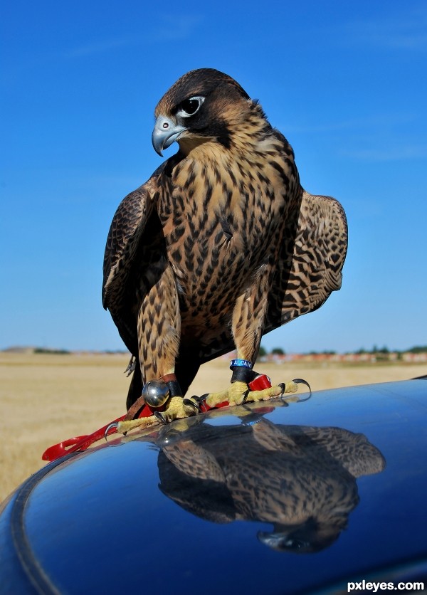 peregrine Falcon