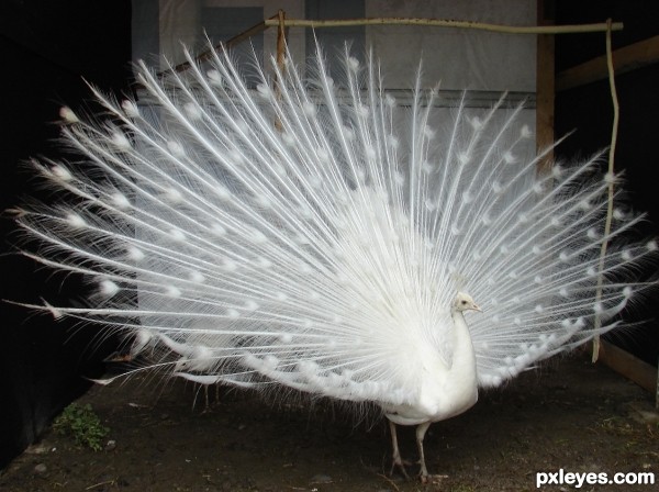 white peacock