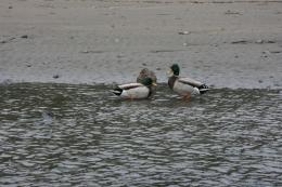 A Quack on the Beach