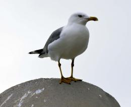 ComplaisantSeagull