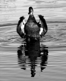 Dancing DUck