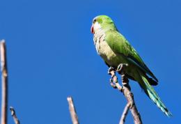 Greenparrot