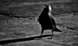 Jackdaw in the City center