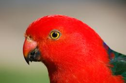 KingParrot