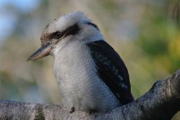 LaughingKookaburra