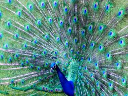 Pavo