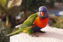 Rainbow Lorikeet