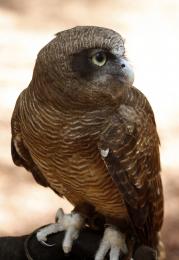 Rufous Owl