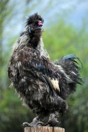 Silkie