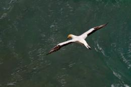 SoaringGannet