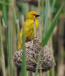 Theyellowbird