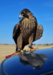 peregrine Falcon