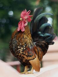 rooster Picture