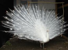 whitepeacock